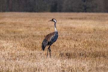 Grus grus (common crane) feeding in the field and gathering branches