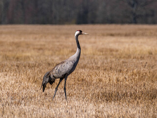 Grus grus (common crane) feeding in the field and gathering branches