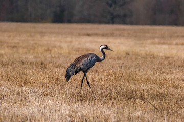 Obraz na płótnie Canvas Grus grus (common crane) feeding in the field and gathering branches