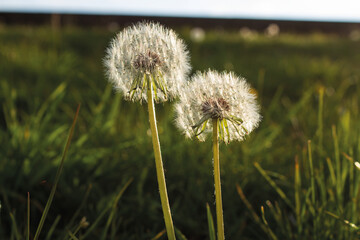Fototapeta na wymiar Dandelions on Grass
