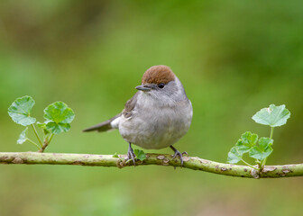 Blackcap (Sylvia atricapilla) female perched close up