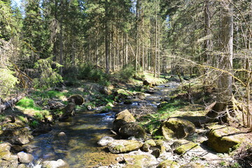 Bach im Bayrischen Wald