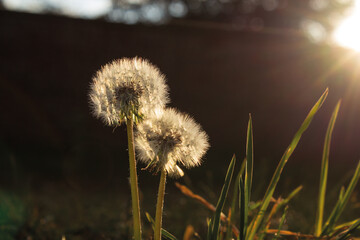 Dandelions in the Grass