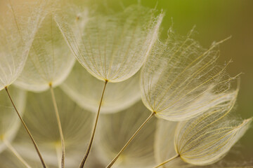 Abstract dandelion flower background. Seed macro closeup. Soft focus. Vintage style.