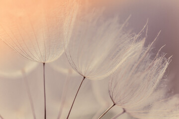 Abstract dandelion flower background. Seed macro closeup. Soft focus. Vintage style. - 431006142