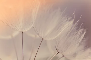 Fotobehang Abstract dandelion flower background. Seed macro closeup. Soft focus. Vintage style. © R_Szatkowski