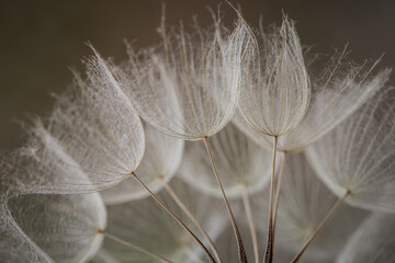 Abstract dandelion flower background. Seed macro closeup. Soft focus. Vintage style. - 431006158