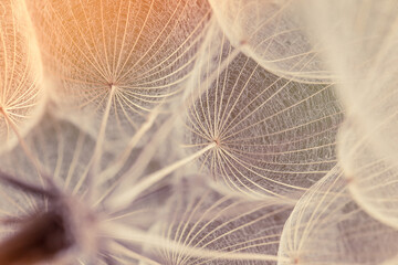 Abstract dandelion flower background. Seed macro closeup. Soft focus. Vintage style. - 431006179