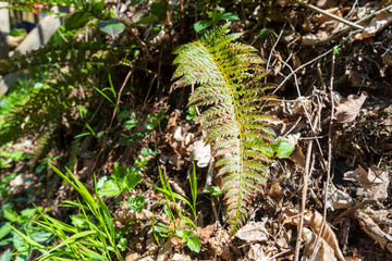 Naturaufnahme in der Umgebung von Koblenz
