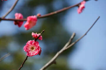 Flower: a Japanese garden pink plum blossom