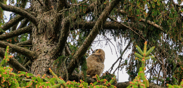 Great Horned Owl Nest With Babies And A Mom