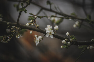 blooming tree