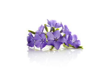 Beautiful blue periwinkle flower with isolated on white background. Purple flower.