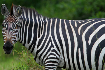 Zèbre (equus hippotigris)