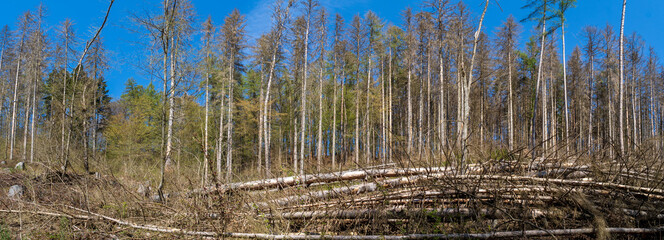 Naturaufnahme in der Umgebung von Koblenz