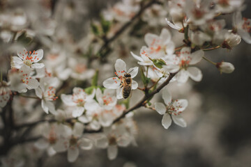 Naklejka premium Bee pollinating flowering tree