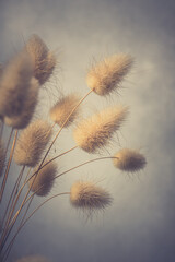 Vase of dried soft autumn flowers. Rabbit Tail Grass. vintage foto