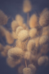 Vase of dried soft autumn flowers. Rabbit Tail Grass. vintage foto