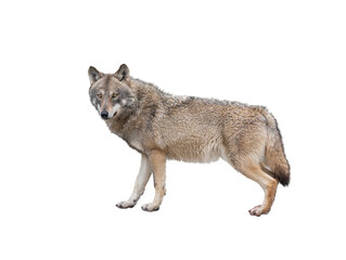 she-wolf isolated on white background