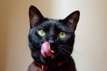 portrait of black cat with tongue out using a red collar looking at camera