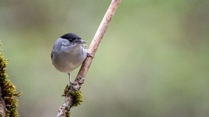 bird, natur, wild lebende tiere, spatz, tier, wild, ast, schnabel, baum, gering