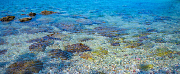 coral reef in the sea