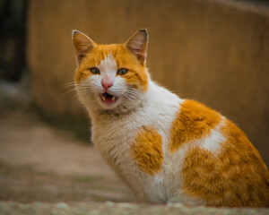 Obraz premium portrait of a cat