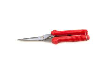 Scissors cut branches on a white background.Garden metallic clipper for cut plant branches.