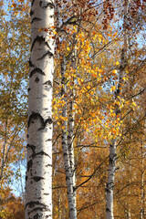 beautiful scene with birches in yellow autumn birch forest in october among other birches in birch grove