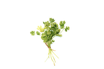fresh coriander leaves or bunch or dhaniya on white background 