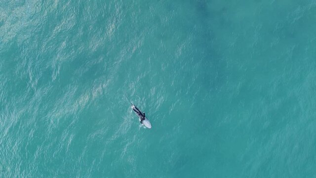 Beautiful blue ocean surfing shot aerial view drone 4k.