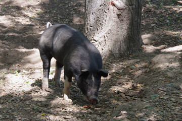 Young Berkshire hog roaming in a natural forest environment