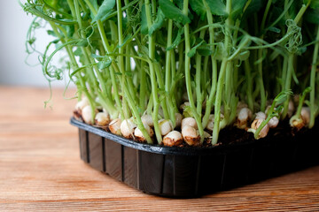 Young sprouts of peas in a black container. Grow greens at home
