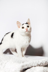 cute fluffy cat on a white background 