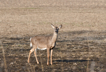 Naklejka na ściany i meble Spring Scene of White Tailed deer doe standing in agriculture field