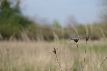 Feld mit Sträuchern ( close up /blurry background )