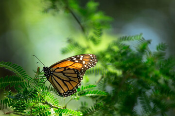 butterfly on a leaf