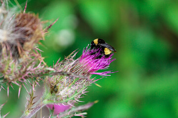 Bumble Bee on Flower 