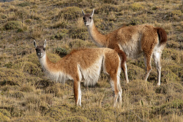 GUANACO (Lama guanicoe) Torres del Paine - Chile, Patagônia chilena