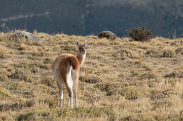 GUANACO (Lama guanicoe) Torres del Paine - Chile, Patagônia chilena