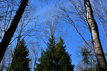 The landscape of an April mixed forest, the upper branches are still without leaves of deciduous trees and firs under a blue sky in lateral sunlight.