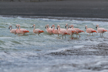 FLAMINGO-CHILENO (Phoenicopterus chilensis) LagunaAmarga em Torres del Paine - Chile, patagônia chilena