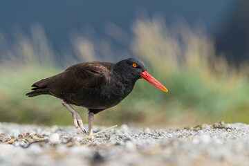 OSTREIRO-NEGRO-SULAMERICANO (Haematopus ater) numa praia no extremo sul do continente americano, na Patagônia Chilena, Chile