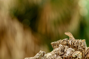 Lizard Brown Anole on a rock / Florida Wildlife 