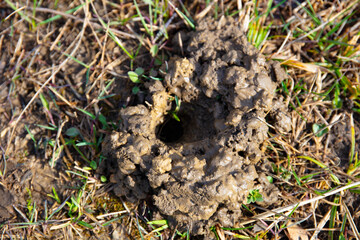 Crayfish mud pile or chimney exit with excavated mud made at night as an exit hole from winter hiberation