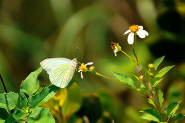 White Moth on a Flower 
