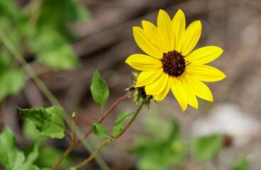 yellow flower in the garden