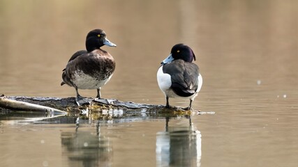 bird, ente, natur, wild lebende tiere, wasser, tier, bird, feather