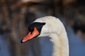 Portrait of a Mute Swan