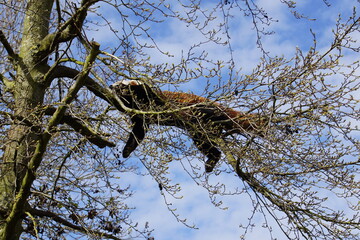 Red panda sleeping on a tree